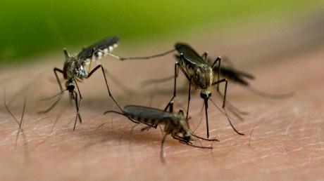 In Eching beginnt im Mai das Mücken-Monitoring. 