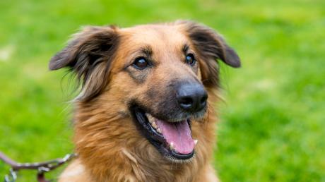 Ein Königsbrunner Hundebesitzer vermutet, dass jemand vergiftete Leckerlis auf seinen Balkon geworfen habe. Mit einem Post auf Facebook will er andere Herrchen für das Thema Giftköder sensibilisieren. 