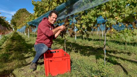 Die erste große Weinlese bei Uli Ernst am Römerhang bei Utting: Aus den Sauvignac-Trauben wird Wein hergestellt.