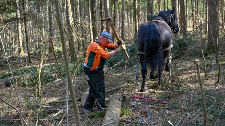 Josef Epp führt mit seiner Stute Flora vor, wie man mit Pferden Stämme im Wald bewegt. 