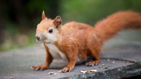 Eichhörnchen sollen für Stromausfälle in der Fuchssiedlung nahe Inningen verantwortlich sein.