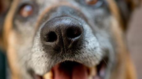 Ein bellender Hund hat in Nersingen wohl Schlimmeres verhindert.