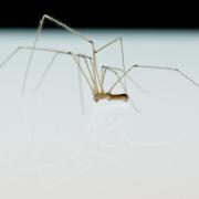 Ekelfaktor im Haus: Spinnen werden in den eigenen vier Wänden nur selten begeistert empfangen.