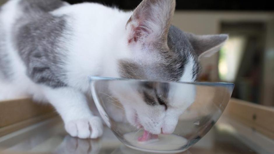 Katze Trinkt Extrem Viel Wasser