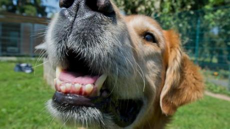 Die Zahngesundheit von Hunden ist sehr wichtig und kann dem Tier starke Schmerzen ersparen.
