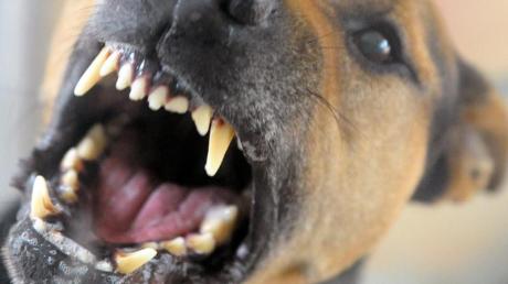 Beim Gassigehen in Gannertshofen wurde der Hund einer 39-Jährigen und die Frau selbst von einem fremden Hund gebissen.     