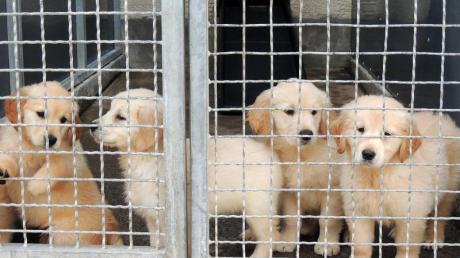 Laut dem Deutschen Tierschutzbund hat sich die Zahl der illegal gehandelten Hunde im Corona-Jahr 2020 im Vergleich zu 2019 fast verdreifacht.