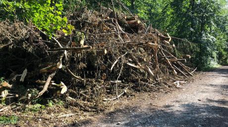 An der Wertach hat das Augsburger Forstamt in den vergangenen Tagen kranke Bäume gefällt. 	