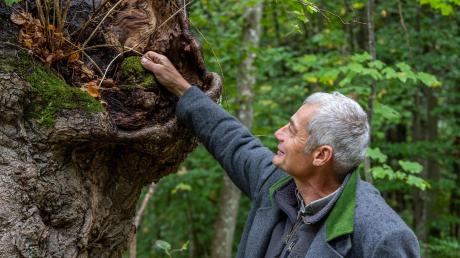 Bei dem rund einstündigen Spaziergang mit Jürgen Kircher, Leiter der Forstverwaltung, ging es auch darum, was der Wald den Bürgern für gute Behandlung zurückgibt. 