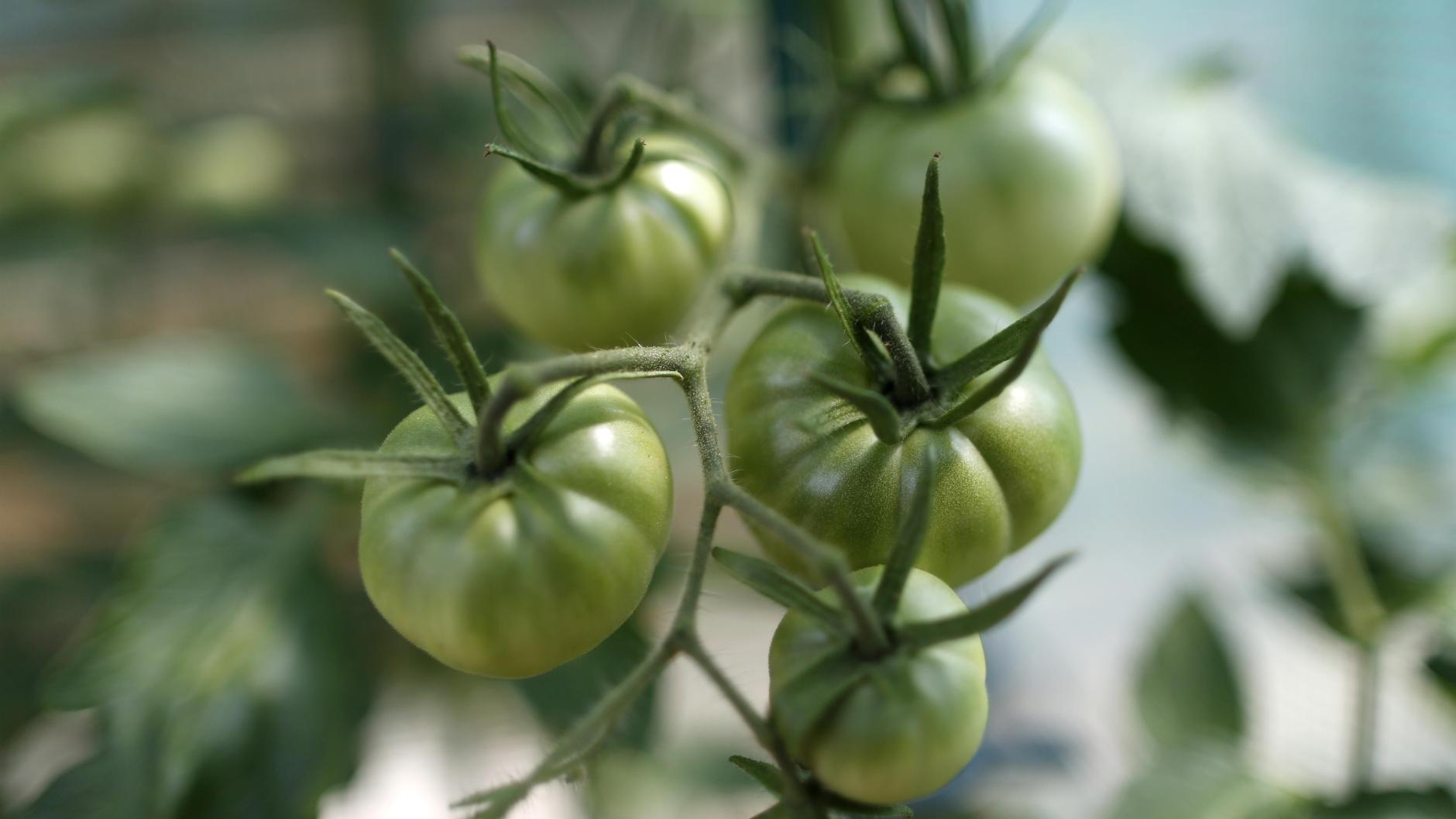 Sind grüne Tomaten giftig?
