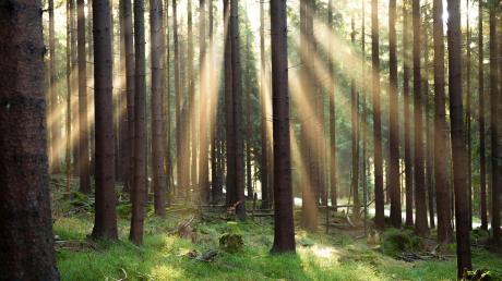 Ist es nachhaltig in Wald zu investieren? Kann, muss aber nicht sein. Auch bei Finanzanlageprodukten heißt es: vorher schlaumachen.  	 	
