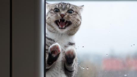 Auch wenn es Tierfreunden beinahe das Herz brechen kann: Wer schon eine Katze hat, sollte anderen Katzen die Tür verschlossen halten. 