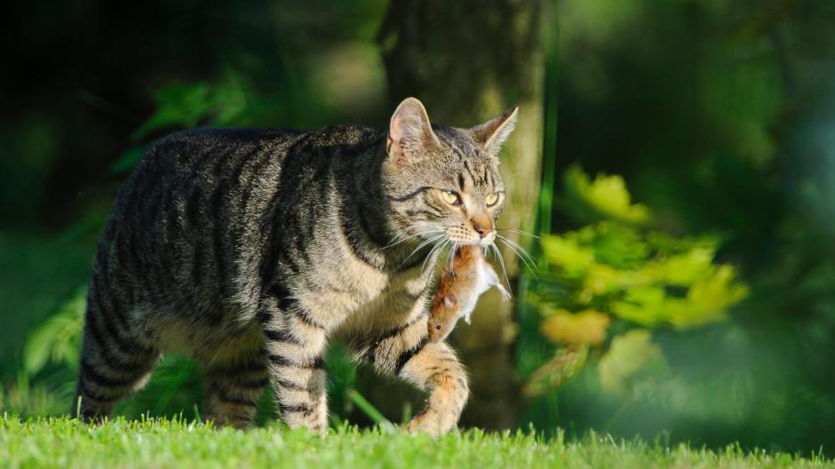 Abgemagert fressen katze trotz Katze frisst