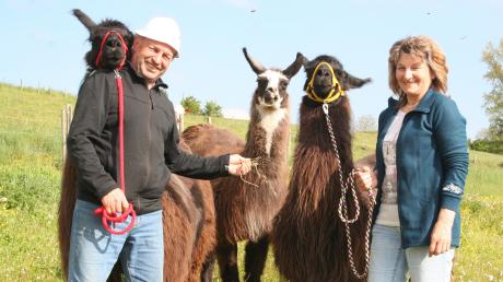 Norbert und Petra Leyer mit den Lamas Irouny (links), Sungrey Nita (Mitte) und Icy Lou Delfa.  	 	