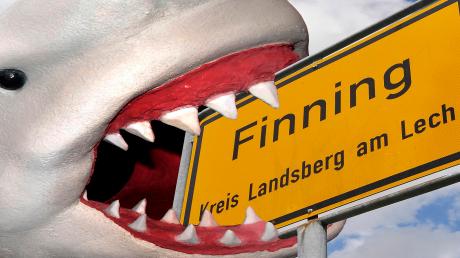Mit dieser Fotomontage illustrierte das LT vor zehn Jahren die „StopFinning“-Aktion der Tierschutzorganisation Peta. Jetzt gibt es eine europaweite Petition, die erreichen will, dass Haien die Flossen nicht mehr bei lebendigem Leib abgeschnitten werden dürfen. Diese Praktik wird auf Englisch „finning“ genannt. 	 	