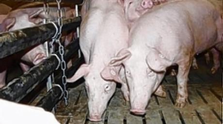 Im Warmstall bei Reinhard Herb in Sielenbach werden Mastschweine auf Spaltenboden gehalten.