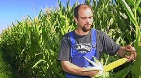Ralf Engel aus Deiningen mit speziellem Mais, aus dem Biogas zur Energiegewinnung gemacht wird.