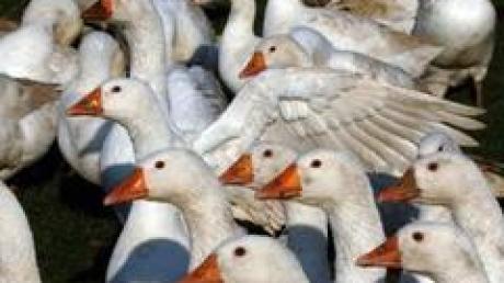 Aufgeregte Gänseschar: Der auch für Menschen gefährliche Vogelgrippe-Typ ist in Europa aufgetaucht.