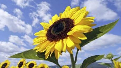 Schon ein Blütenkopf, etwa eine dicke Sonnenblumenscheibe, ist mit ein paar Gräsern beeindruckender Schmuck. (Bild: dpa)