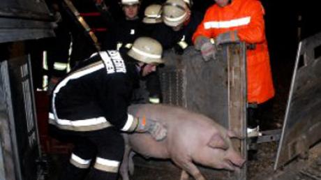 Feuerwehrleute lotsen auf der B17 nahe Klosterlechfeld ein Schwein aus einem umgekippten Tiertransporter.