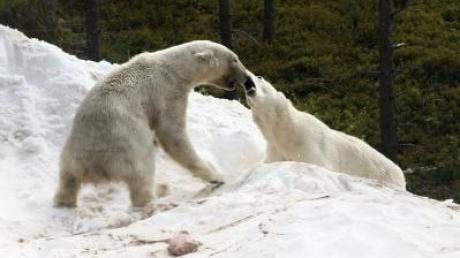Wilbär bekommt ersten Eisbären-Kuss in Schweden