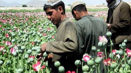 Afghanische Bauern bei der Ernte in einem Mohnfeld in der Nähe von Kandahar. Archivbild