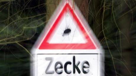 Mehr Zecken-Risikogebiete in Deutschland