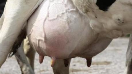 Milchbauern vor Aus - Seehofer will Merkel-Hilfe