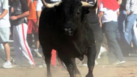 Ein Kampfstier bei der Hatz "Toro de la Vega" in Spanien
