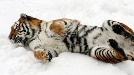 Zahl der Sibirischen Tiger dramatisch gesunken