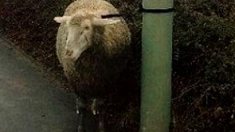 Dieses ausgebüchste Schaf fand sich als "Falschparker" im Halteverbot wieder. 