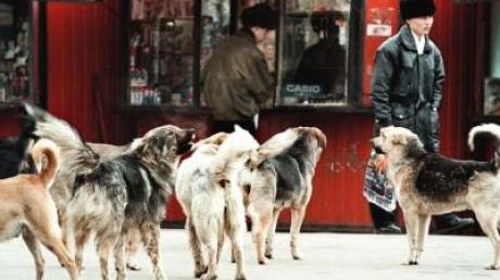 «Hunde-Terror» sorgt für Tollwut-Angst in Moskau