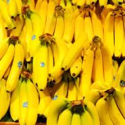 Bananen gelten in Côte d'Ivoire - Elfenbeinküste - als Spezialität. Vor allem in Form von gebratenen Chips wird das Obst besonders bevorzugt.