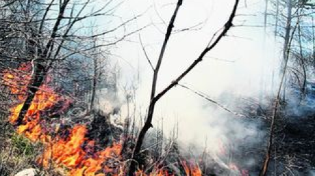 In Nadelwäldern kann es schneller brennen, weil trockene Nadeln am Boden liegen. Foto: Kaya