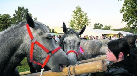 Sie stehen im Mittelpunkt dieses wohl ältesten Volksfests in der Region: die Pferde. Doch nicht nur deswegen strömen Jahr für Jahr die Besucher nach Oberstimm. Es lockt sie das ganze Ambiente. Archivfotos: Peter Skodawessely
