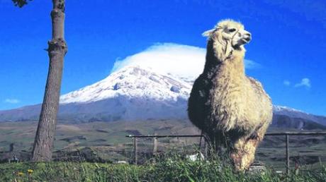 Ansicht auf den Chimborazo in Ecuador, den vier Meringer aus dem Alpenverein bestiegen haben. Foto: Alpenverein Mering