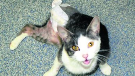 Minimetz aus Kellmünz wurde mutmaßlich das Opfer eines Tierquälers. Um die Zahl der freilaufenden Katzen zu verringern, raten Experten zur Kastration. Foto: clb