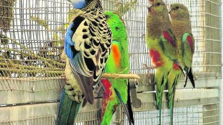 Am Wochenende sind bei der Vogelschau viele Tiere ausgestellt. Foto: RG