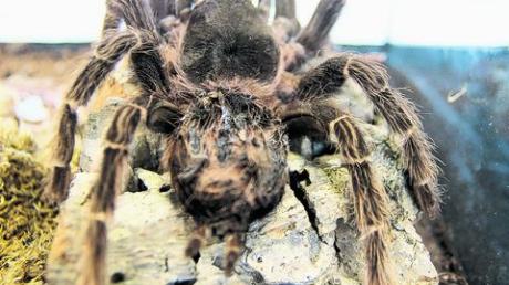 Spinnen aller Art, dazu Skorpione und Heuschrecken gab es bei einer Ausstellung in Burgau zu bewundern. Fotos: Dieter März