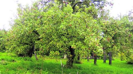 Der Baum des Monats: Königinapfelbaum als Hochstamm. Er steht im Galgenberggarten in Berg. Foto: Hirschberg