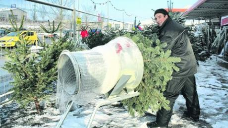 Markus Kreitmair packt Weihnachtsbäume ins Netz. So überstehen die Zweige die Wartezeit bis Heiligabend. Foto: Pitt Schurian