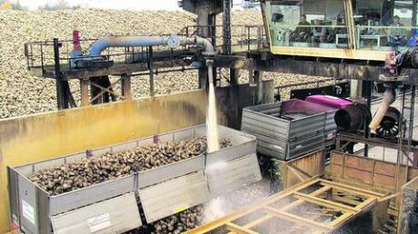11 300 Tonnen Zuckerrüben werden am Tag im Rainer Südzucker-Werk verarbeitet. Die Kampagne soll kurz nach dem Jahreswechsel beendet sein. Archiv-Fotos: Riehl