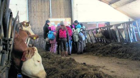 Was frisst die Kuh, wo kommt die Milch her und wie wird ein Kälbchen geboren? Zahlreiche Fragen bekamen die Schüler der 3c und 3d aus Dießen von Meisterschülern auf dem Betrieb Scharr in Dettenschwang erklärt. Foto: Stephanie Millonig