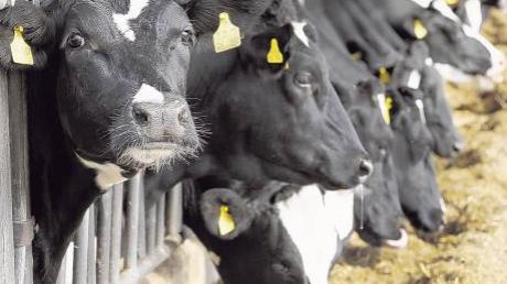 Eine Kuh macht Muh, viele Kühe machen bekanntlich Mühe: Drei Landwirte aus dem Unterallgäu wollen bei Salgen einen Milchviehbetrieb für 548 Tiere bauen. 
