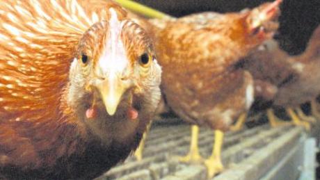 Rund 6000 Hühner hätten in einem neuen Stall bei Oberkammlach Bio-Eier legen sollen. Doch der Gemeinderat hat jetzt den Bauantrag erneut abgelehnt, weil der geplante Stall im erweiterten Wasserschutzgebiet liegen könnte. 