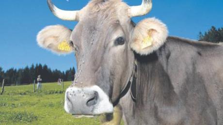 Was für Augen: Treuherzig und gutmütig. Doch den Blick ihrer Viecher wollen die Milchbauer der Molkereigenossenschaft Wiedergeltingen nicht mehr teilen. Sie haben dem Vorstand das Misstrauen ausgesprochen. 