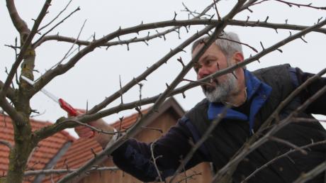 Michael Steinle gibt in Rammingen Tipps zum Einkürzen von Obstbäumen. 
