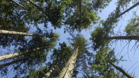 In Ettringen wurde der Wald in den vergangenen drei Jahren neu vermessen. 