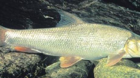 Die Barbe ist der Fisch, der bei Türkheim am häufigsten in der Wertach vorkommt. 