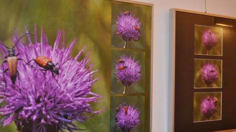 Wunderschöne Makroaufnahmen mit Käfern oder Tautropfen sind in der Ausstellung im Kleinen Schloss zu bewundern. Aus den vom Bund Naturschutz verteilten Samentütchen sollen viele Blumenwiesen im Landkreis wachsen.  